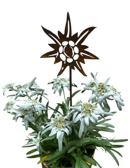 Start Edelweiss mini Stecker - Ø 10 cm - Höhe 45 cm 
Ø 10 cm
Höhe 45 cm
