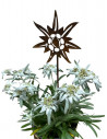 Start Edelweiss mini Stecker - Ø 10 cm - Höhe 45 cm 
Ø 10 cm
Höhe 45 cm
