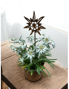 Start Edelweiss mini Stecker - Ø 10 cm - Höhe 45 cm 
Ø 10 cm
Höhe 45 cm
 2