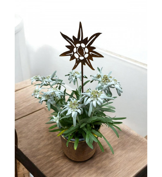 Start Edelweiss mini Stecker - Ø 10 cm - Höhe 45 cm 
Ø 10 cm
Höhe 45 cm
