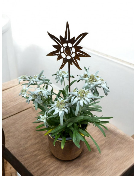 Start Edelweiss mini Stecker - Ø 10 cm - Höhe 45 cm 
Ø 10 cm
Höhe 45 cm
