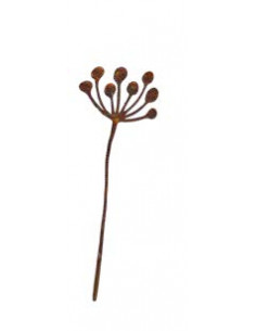 Start Safiore Sternblüte - A - Dierektstecker Safiore "A" Sternblüte 