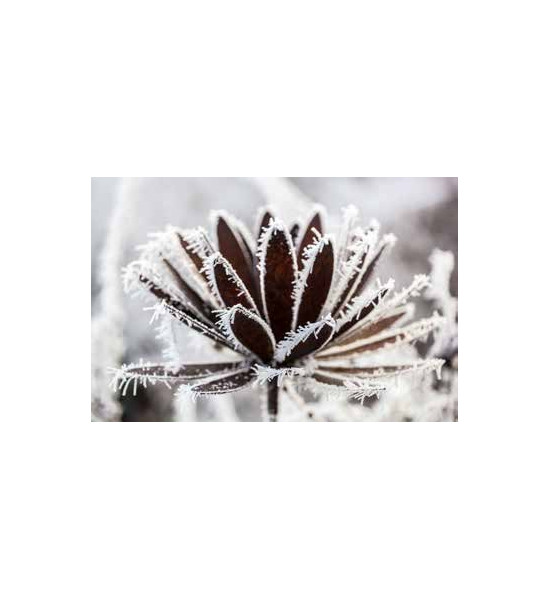 sonstige Blumen Chrysantheme Ø 40 cm mit Hülse 
Chrysantheme zum Aufbiegen
Ø aufgebogen bis 40 cm
mit einer Hülse für 8 mm Ei