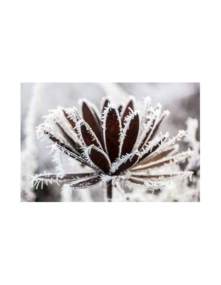 sonstige Blumen Chrysantheme Ø 40 cm mit Hülse 
Chrysantheme zum Aufbiegen
Ø aufgebogen bis 40 cm
mit einer Hülse für 8 mm Ei