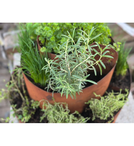 Kräuterschnecken Metall Kräuterschnecke - Grüne Insel - Ø 50 cm - Edelrost Kräuter Spirale 
Diese Kräuterschnecke hat die perfe