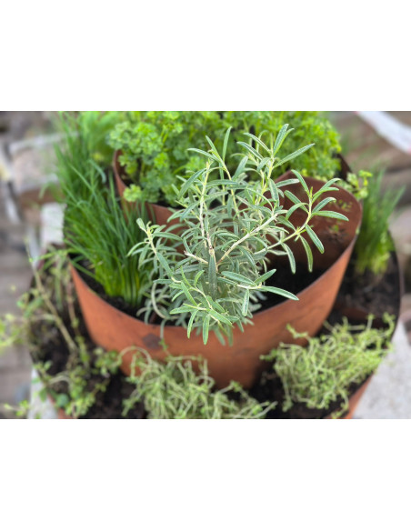 Kräuterschnecken Metall Kräuterschnecke - Grüne Insel - Ø 50 cm - Edelrost Kräuter Spirale 
Diese Kräuterschnecke hat die perfe