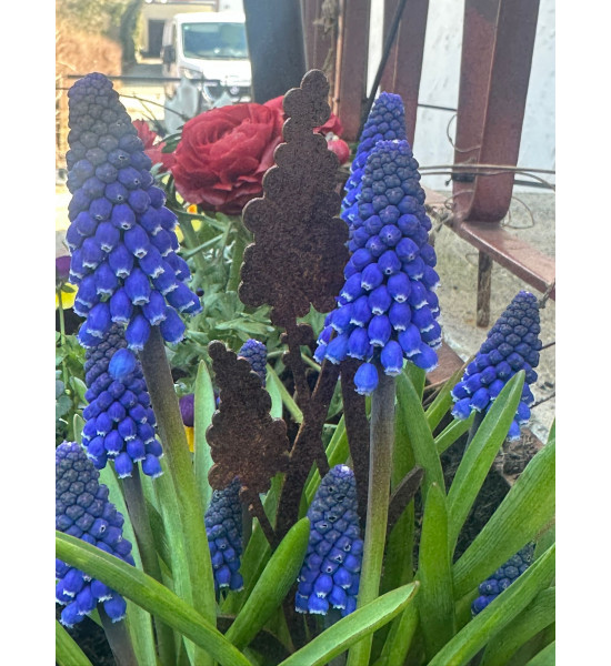 Frühblüher - Frühlingsblumen Traubenhyazinthe Direktstecker - Höhe 21 cm - Frühblüher 
Höhe 21 cm
Breite 5,5 cm
