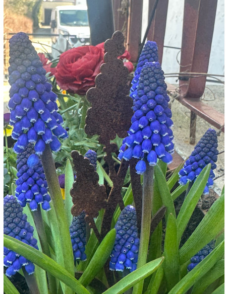 Frühblüher - Frühlingsblumen Traubenhyazinthe Direktstecker - Höhe 21 cm - Frühblüher 
Höhe 21 cm
Breite 5,5 cm
