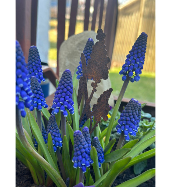 Frühblüher - Frühlingsblumen Traubenhyazinthe Direktstecker - Höhe 21 cm - Frühblüher 
Höhe 21 cm
Breite 5,5 cm
