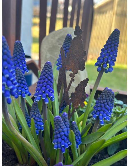 Frühblüher - Frühlingsblumen Traubenhyazinthe Direktstecker - Höhe 21 cm - Frühblüher 
Höhe 21 cm
Breite 5,5 cm
