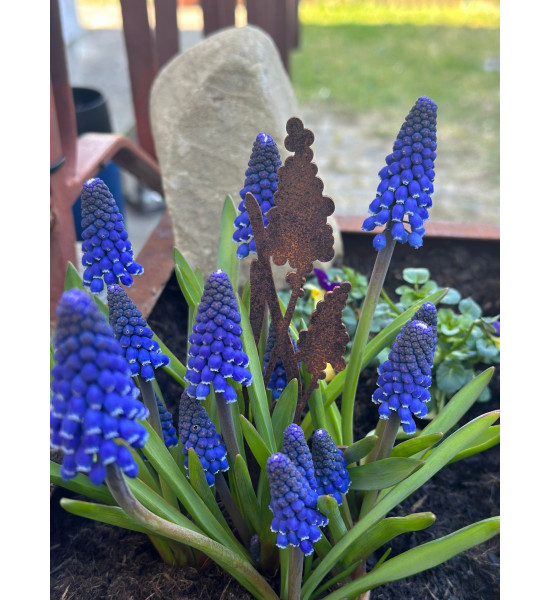 Frühblüher - Frühlingsblumen Traubenhyazinthe Direktstecker - Höhe 21 cm - Frühblüher 
Höhe 21 cm
Breite 5,5 cm
