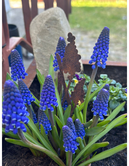 Frühblüher - Frühlingsblumen Traubenhyazinthe Direktstecker - Höhe 21 cm - Frühblüher 
Höhe 21 cm
Breite 5,5 cm
