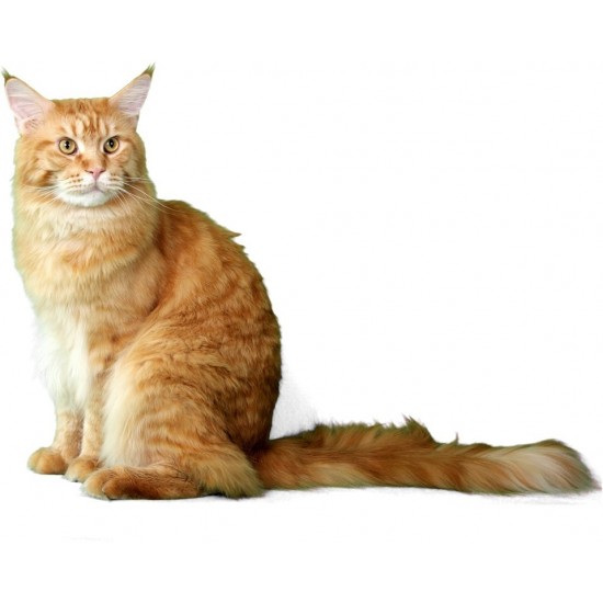 flauschige Katze sitzend, Schwanz zur Seite 