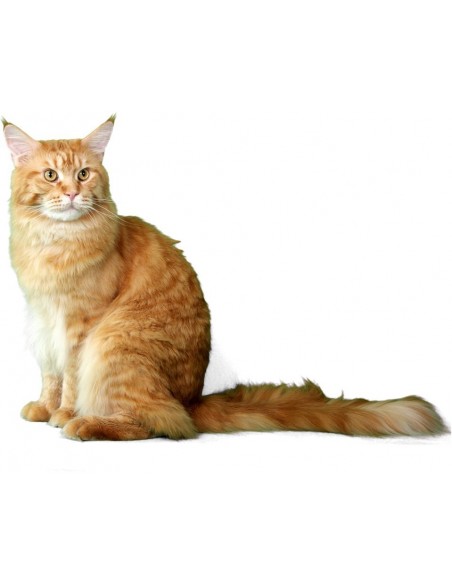 flauschige Katze sitzend, Schwanz zur Seite 