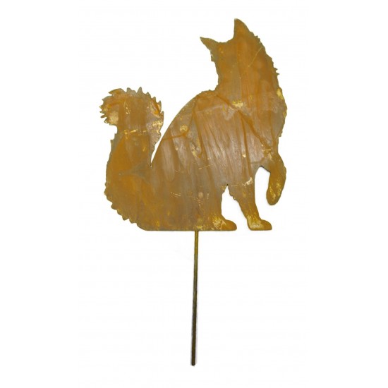 Edelrost Katze Maine Coon sitzend, Schwanz nach oben, mit kurzem Stab