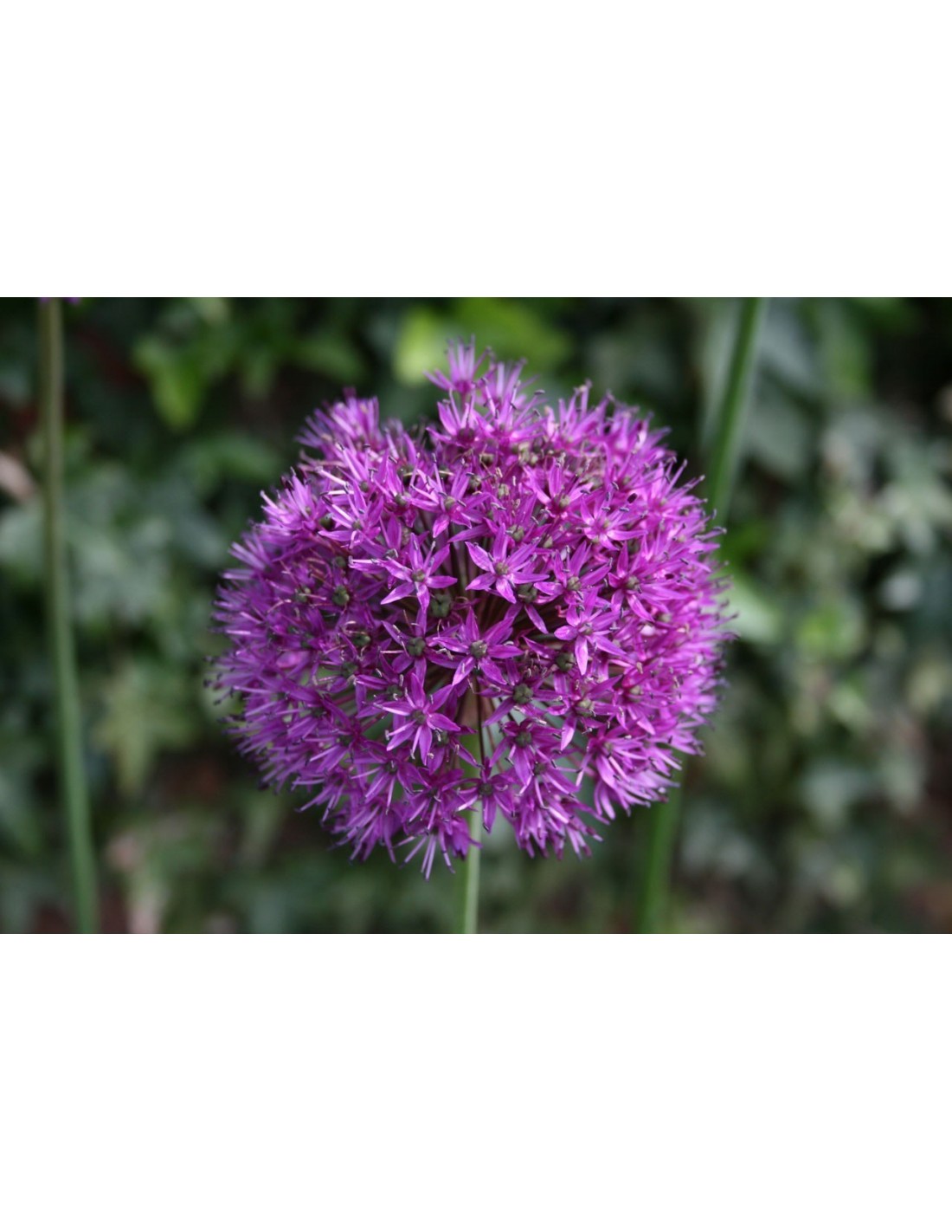Allium Gartenstecker als Gartendeko kaufen