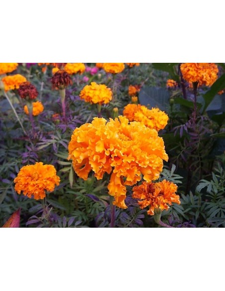 Deko Bulmen Tagetes aus Edelrost  zum Stellen