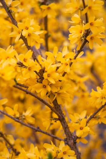 Forsythien für den Osterstrauß mit Ostereiern dekorieren für Garten, Außen  oder Wohnung