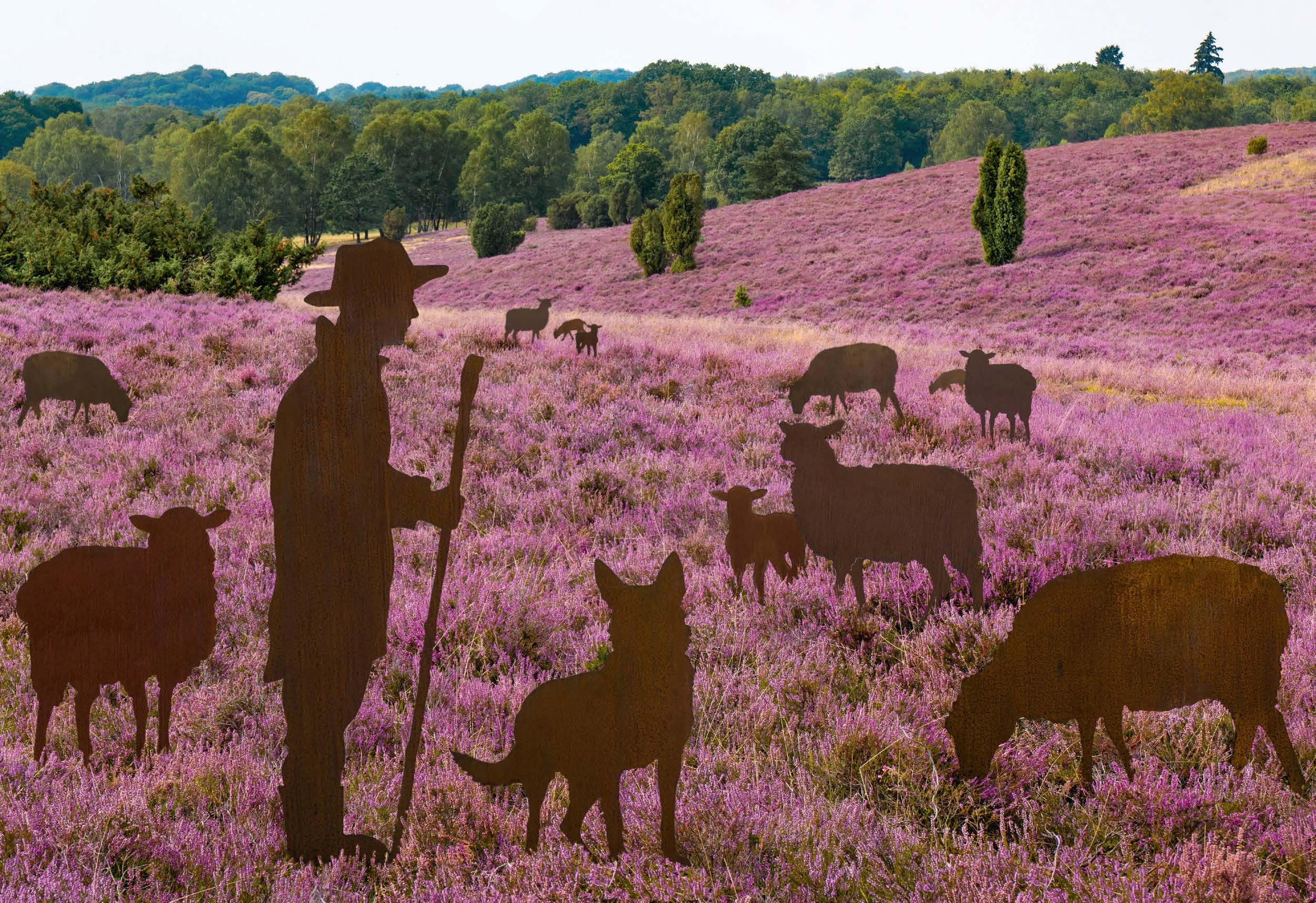 SChafherde bild in der Toscana im Lavendel Feld